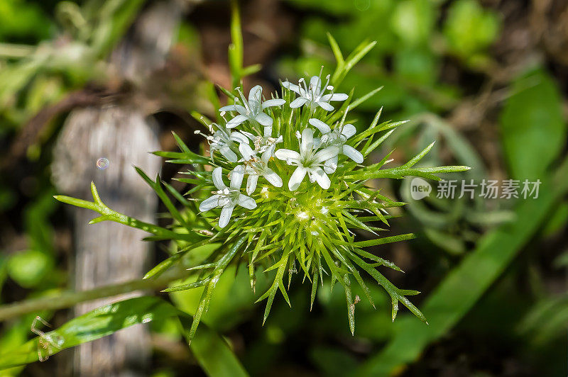 白头翁baker 's navarretia产于加利福尼亚州杰普森草原保护区(Jepson Prairie Reserve)。